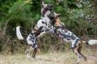 Zambia, South Luangwa National Park. African wild dog from the Manzi Pack. Art Print